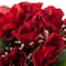 20 Pack: Red Rose Bush Classic Traditions&#x2122; by Ashland&#xAE;